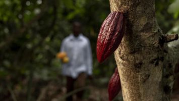 Le Cameroun a décidé de tripler sa production d'ici 2030, visant le podium mondial du cacao. Résultat: 781 000 hectares de forêt sont rayés de la carte depuis 2020.