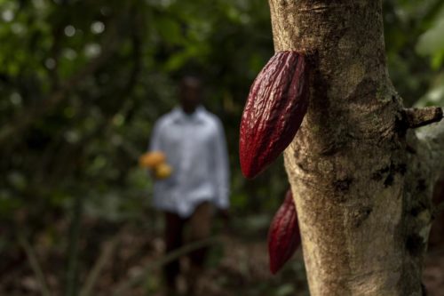 Le Cameroun a décidé de tripler sa production d'ici 2030, visant le podium mondial du cacao. Résultat: 781 000 hectares de forêt sont rayés de la carte depuis 2020.