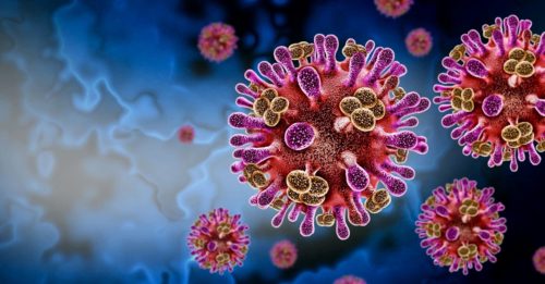 Le virus Nipah est un agent pathogène principalement transmis par les chauves-souris frugivores, également appelées renards volants.