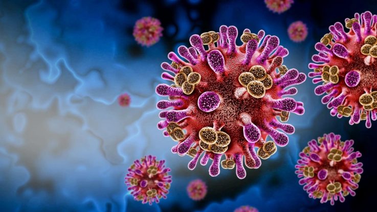 Le virus Nipah est un agent pathogène principalement transmis par les chauves-souris frugivores, également appelées renards volants.